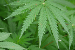 Cannabis sativa